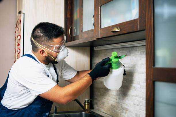 Best Flea Control Services  in Walnut Grove, CA